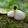 자갈색쟁반버섯 - Pachyella celtica