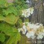 떡갈잎목수국 하얀 꽃송이 피어줍니다