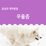 강아지 우울증 모습은? 증상과 해결 방법