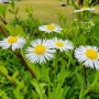 약재로 사용되는 개망초 특징 꽃말 효능