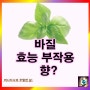 바질 효능 부작용 칼로리 영양성분: 바질 향은?