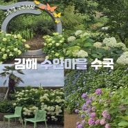 김해 수안마을 수국축제 기본정보 및 주차정보, 실시간 개화상황까지