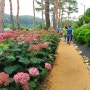 공주 유구색동수국정원 꽃축제 기본정보 2024 공주 수국축제