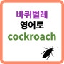 바퀴벌레 영어로 cockroach 생활 영어 단어 공부