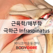 [근육학/해부학]극하근 Infraspinatus (아플 때 후방관절낭 스트레칭까지!)
