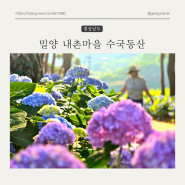 경남 여름 여행지 추천 , 밀양 내촌마을 수국동산 (feat. 개화율, 주차)