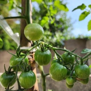 방울토마토 키우기 1달만에 열매가! 방울토마토 가지치기 방법