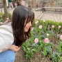 4월 4일 화담숲 벚꽃 구경 계획하고 수선화 구경 다녀온 후기