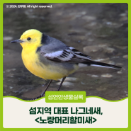 [섬연안 생물실록] 섬지역 대표 나그네새, 노랑머리할미새!