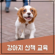 강아지 산책 교육 아이가 코만 박고 걷는다면?