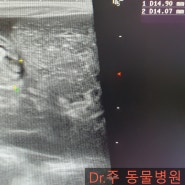 [ 강동구 동물병원 ] 강아지 담낭 초음파 Dr.주 동물병원
