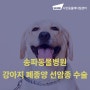 송파동물병원 강아지 폐종양 선암종 수술 흉골절개술 [샤인동물메디컬센터]