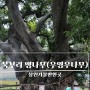 [창원가볼만한곳] 우영우 나무로 유명한 500살 북부리 팽나무(주소 주차 정보)