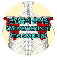 일산체형교정 DAY-54 상지의 운동기능에 의한 근육 : 견갑골의 움직임(Movements of the scapula) 문산재활