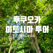 [4박5일 후쿠오카] 후쿠오카 이토시마 이편한여행 버스투어 - 케야노오오토 (feat. 토토로의 숲)