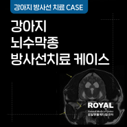 [로얄동물메디컬센터] 강아지 뇌수막종 방사선 치료 케이스