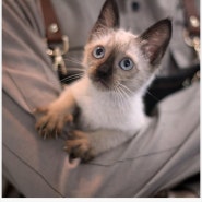 대전고양이분양으로 개냥이 샴을 찾으시나요? 고양이가정분양 전문 마포도레미캣 에서 샴분양을 하실 수 있어요!