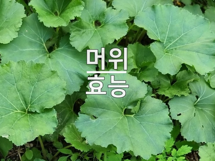 머위대 머위잎 줄기 즙 뿌리 나물 꽃 부위별 효능 부작용 : 네이버 블로그