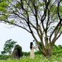제주 동쪽 여행 코스 6월 7월 꽃 샤스타데이지 수국 유채꽃 양귀비 무료 관람 한림 서부농업기술센터