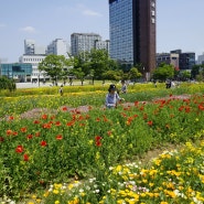 화려한 꽃들의 향연 광화문 열린송현 녹지광장