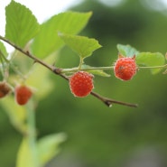 먹을 수 있는 열매 - 수리딸기와 산뽕나무 열매 오디