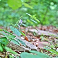천마산 산책 : 고수, 봄망초, 개망초, 두루미천남성 (2024.05.26.)