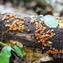점버섯 - Hypocrea rufa(푸른점버섯균 Trichoderma viride)