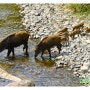 양산 통도사 반야암 가는 길에 만난 멧돼지 가족