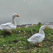 수원화성에서 만난 거위?오리?🦆