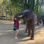 24 태국 치앙마이 여행 코끼리 생츄어리 보호소 투어
