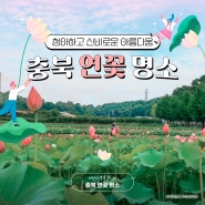 청아하고 신비로운 아름다움, 충북 연꽃 명소 💕