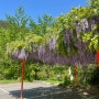 5,6월 가기 좋은 국내여행지 보성 대원사 등나무꽃 명소