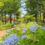 2024 전국 수목원 정원 스탬프투어 - 수국 가득한 6월의 창원수목원