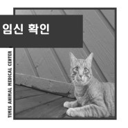 고양이 임신 확인 증상 집에서 체크해 보세요