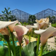 아산여행 신기한 꽃들을 볼수 있는 세계꽃 식물원