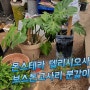 몬스테라 델리시오사 + 보스톤고사리 식재 의뢰 작업건