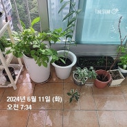 오늘의 일기 2024.06.11 화요일