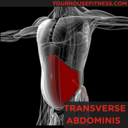 [망포역필라테스/영통필라테스/영통요가/망포동요가원] 복횡근(Transverse Abdominis)