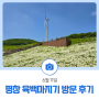 6월 11일, 평창 육백마지기 방문후기(데이지 실시간 개화현황)