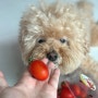 강아지 토마토 먹어도 되나요? 방울토마토, 스테비아 토마토는?