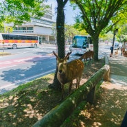 일본 나라 공원 인사하는 꽃 사슴