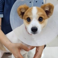 성남 수정구 모아동물병원 저렴한 강아지건강검진비용