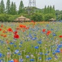 인천대공원 6월 꽃구경 양귀비 수레국화 장미 등 숲길 산책