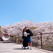 고베쓰마해수욕장 벚꽃놀이다녀왔어요 (고베 스마우라코엔)