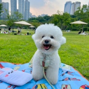 [수원 광교] 강아지와 함께 광교호수공원 잔디공원 피크닉