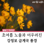 달성군 금계국 나들이 명소 강정보를 소개합니다! 노을과 어우러진 풍경🌻