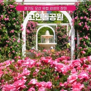 경기도 꽃축제 오산 고인돌공원 장미 실시간 개화상황 주차