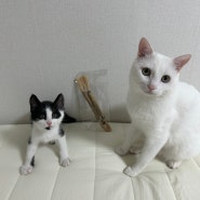 고양이가 좋아하는 고양이장남감 캣닙 마따따비 추천