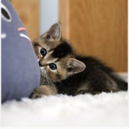 망원고양이분양으로 브리티쉬숏헤어! 고양이가정분양 전문 마포도레미캣 에서 만나보실까요?