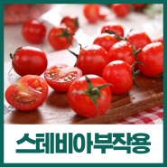 스테비아 방울토마토 당뇨 부작용 후기 알고 드세요 (다이어트 효능?)